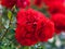 Lili marlene rose three large bright red flowers in full bloom