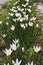 Lili putih or Zephyranthes candida are ornamental plants.