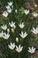 Lili putih or Zephyranthes candida are ornamental plants.