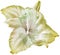Lilia flower on white isolated background with clipping path. Closeup. For design. View from above.