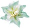 Lilia flower on white isolated background with clipping path. Closeup. For design. View from above.