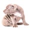 A liliac American bully puppy sits quietly and looks away