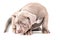 A liliac American bully puppy sits quietly and looks away.