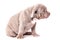 A liliac American bully puppy sits quietly and looks away.