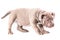 A liliac American bully puppy stands calmly sideways to the camera.