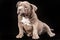 A liliac American bully puppy with uncut ears.