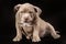 A liliac American bully puppy with uncut ears.