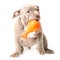 A liliac-colored American Bully puppy plays with a plastic toy.