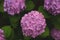 Liliac Japanese hydrangeas flowers ajisai