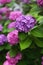 Liliac and purple Japanese hydrangeas flowers ajisai