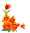 Liliaceae tulip