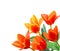 Liliaceae tulip flowers