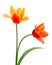 Liliaceae tulip flowers