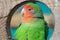 Lilian\'s lovebird green exotic parrot bird