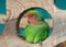 Lilian\'s lovebird green exotic parrot bird