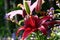 Lilies against the background of a campanula.