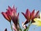 Lilies against the blue sky