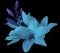 Lilies blue flowers, on a black background, isolated with clipping path. beautiful bouquet of lilies with violet leaves, for d