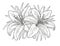 Lilies flowerÑ‹ monochrome illustration. Beautiful tiger lilies isolated on white background. Element for design