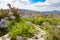 Lilies in garden, blue cape lilies in beautiful landscape, South Africa