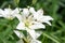 Lilies Lilium Lily - Flowers are large, often fragrant, and are presented in a wide range of colors, including white, yellow,