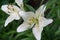 Lilies Lilium Lily - Flowers are large, often fragrant, and are presented in a wide range of colors, including white, yellow,