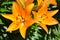 Lilies (Lilium) of orange color