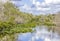 Lilies and sawgrass growing on a waterway in the Everglades National Park in Florida, USA