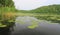 Lilies on the surface of water