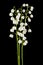 lilies of the valley isolated on a black