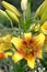 Lilies yellow, grade of Golden Stone Lilium asiatic. Flower and buds