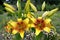 Lilies yellow, a grade of Golden Stone Lilium asiatic grow in a garden