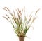 The Liliopsida, Poaceae, Weed Flowers on white ,clipping path