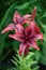 Lilium asiatic red