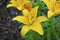 Lilium Asiatic Yellow flower.