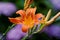 Lilium Bulbiferum fire lily