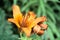 Lilium bulbiferum; fire lily in Tuscan woods