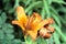 Lilium bulbiferum; fire lily in Tuscan woods