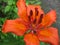 Lilium bulbiferum - orange lily, fire lily and tiger lily