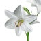 Lilium candidum