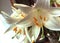 Lilium Candidum in glass vase