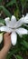 Lilium candidum, Madonna Lilly or White Lilly