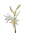 Lilium candidum or the Madonna lily on a white background