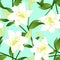 Lilium candidum, the Madonna lily or White Lily on Green Mint Background.