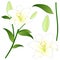 Lilium candidum, the Madonna lily or White Lily. National Flower of Italy. Vector Illustration.