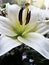 Lilium  - Closeup of a white lily