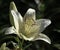 Lilium family Liliaceae is a monocotyledonous perennial bulbous plant