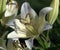 Lilium family Liliaceae is a monocotyledonous perennial bulbous plant