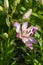 Lilium flowers in bloom, asiatic hybrids ornamental cultivated, flowering lilies, bouquet in bloom, buds and flowers with petals