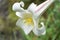 Lilium formosanum flowers